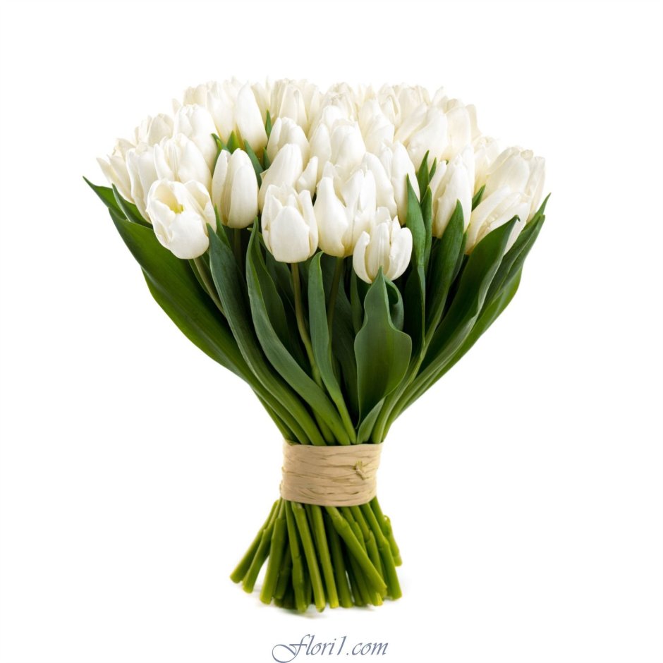 5 Белых тюльпанов
