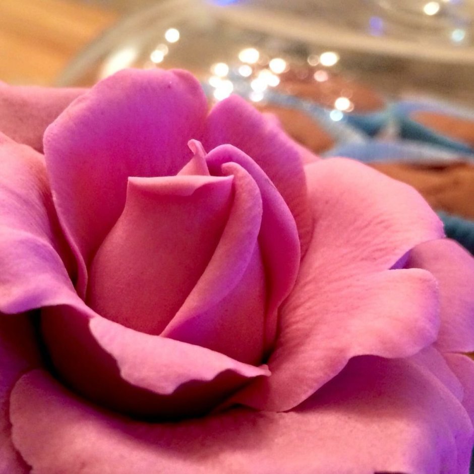 Роза одноголовая марципан