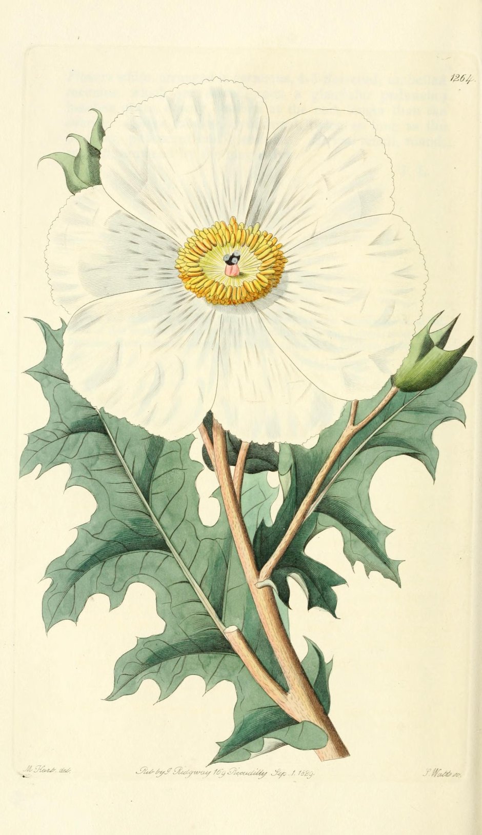 Аргемона Ботаническая иллюстрация