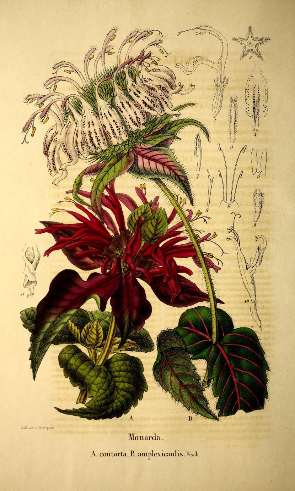 Монарда двойчатая Ботаническая иллюстрация