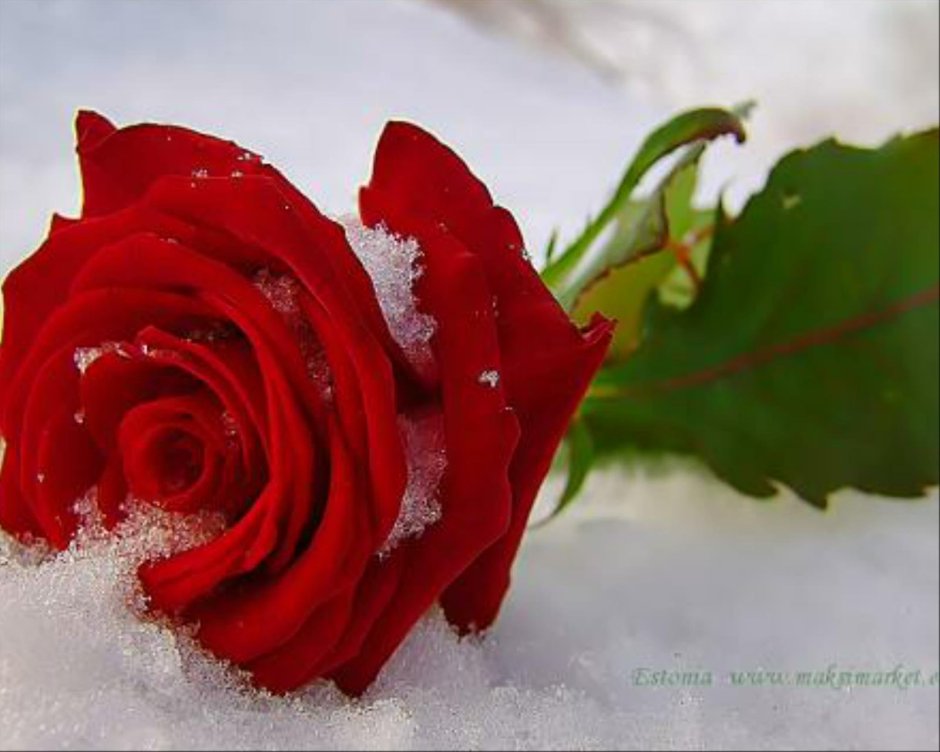 Доброе утро розы на снегу