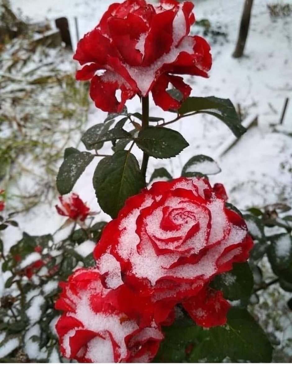 Snowfield роза