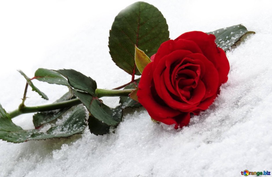 Роза лежит на снегу
