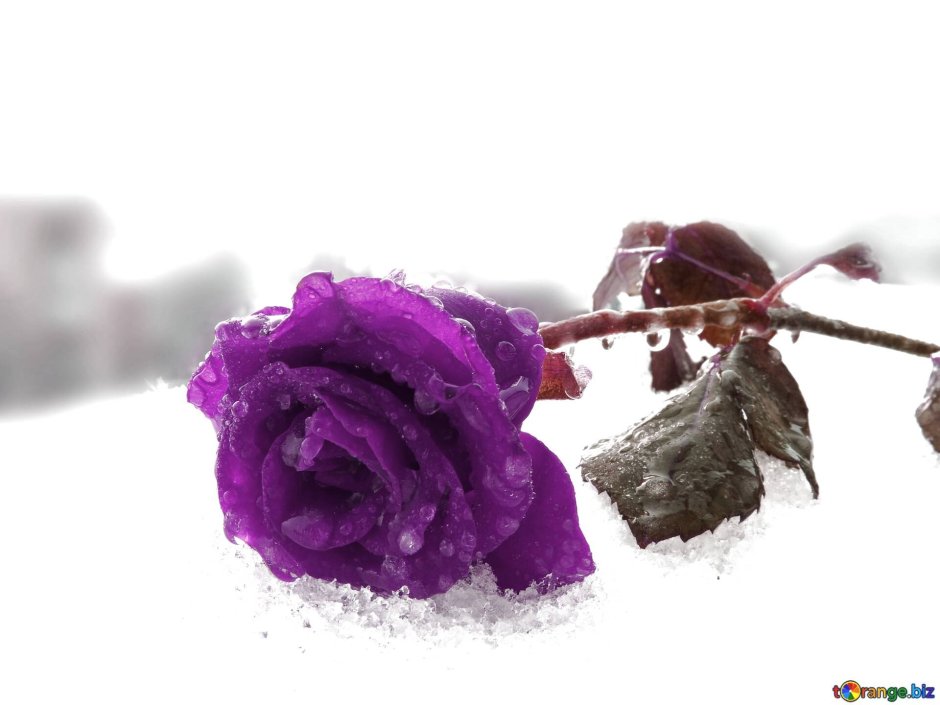 Сиреневые розы на снегу