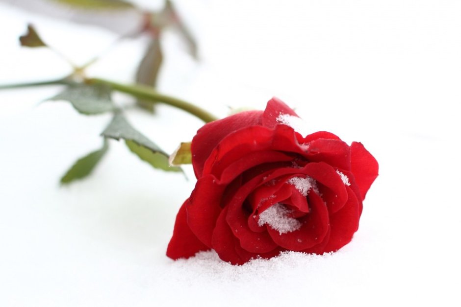 Розы в снегу на белом фоне