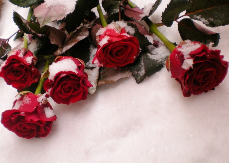Две розы на снегу