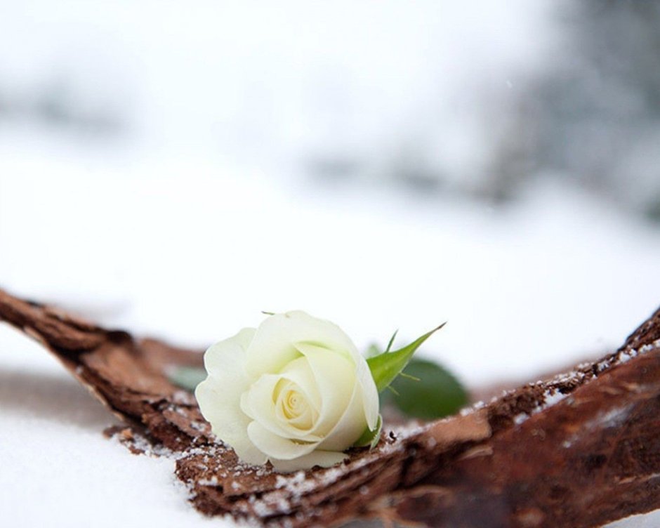 Роза белая на снегу лежит