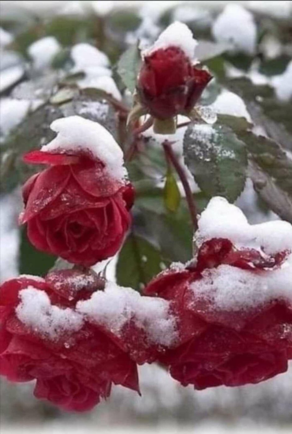Красивые зимние цветы