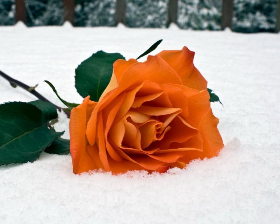 Роза в зимнем снегу