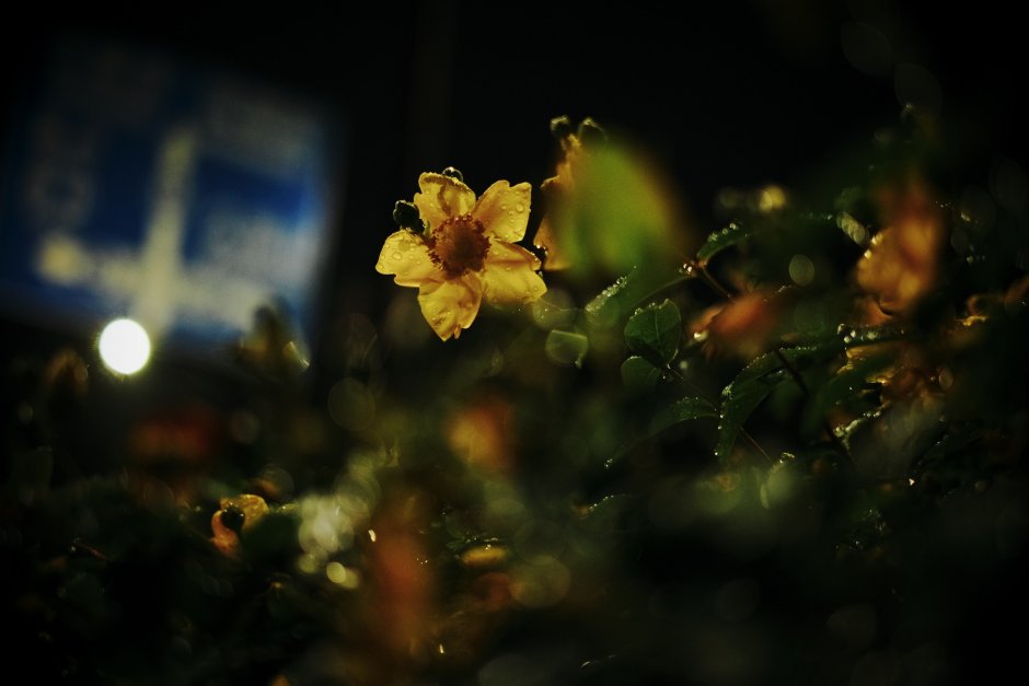 Желтые цветы ночью