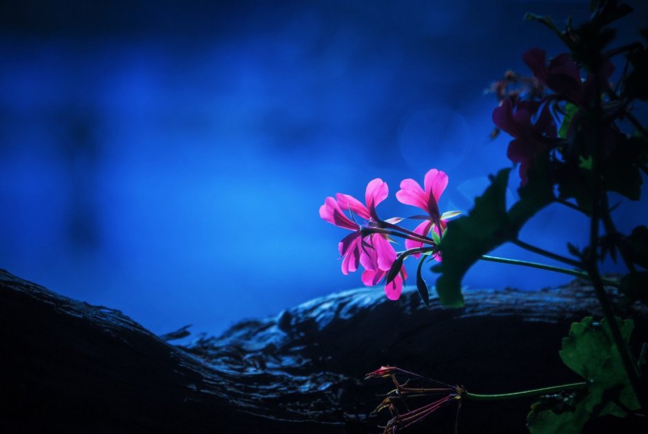 Ночной цветок