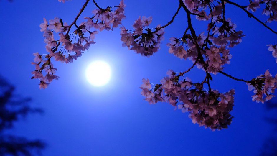 Цветы на фоне Луны