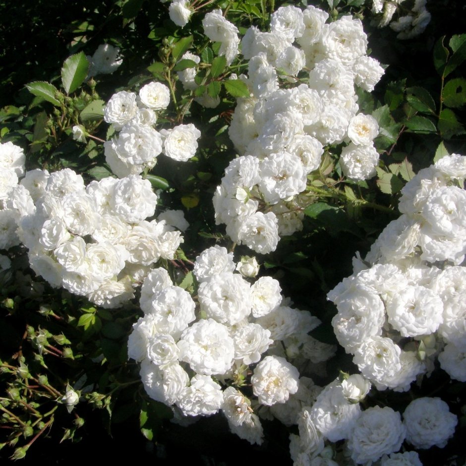 Роза белая почвопокровная Сноуфилд