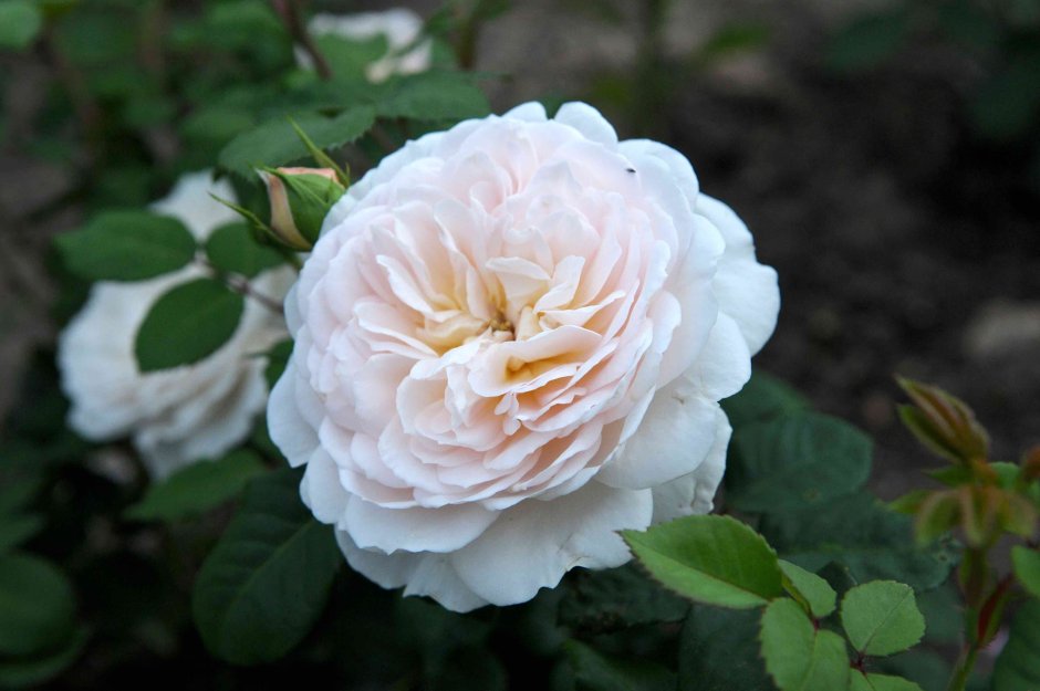 Сорт розы Крокус Роуз