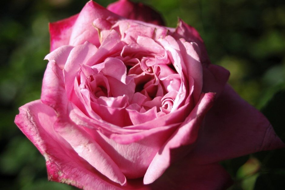 Сорт розы Амандин Шанель