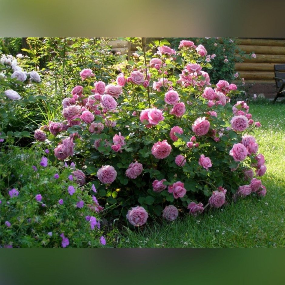 Розы шрабы Агнес Шиллингер