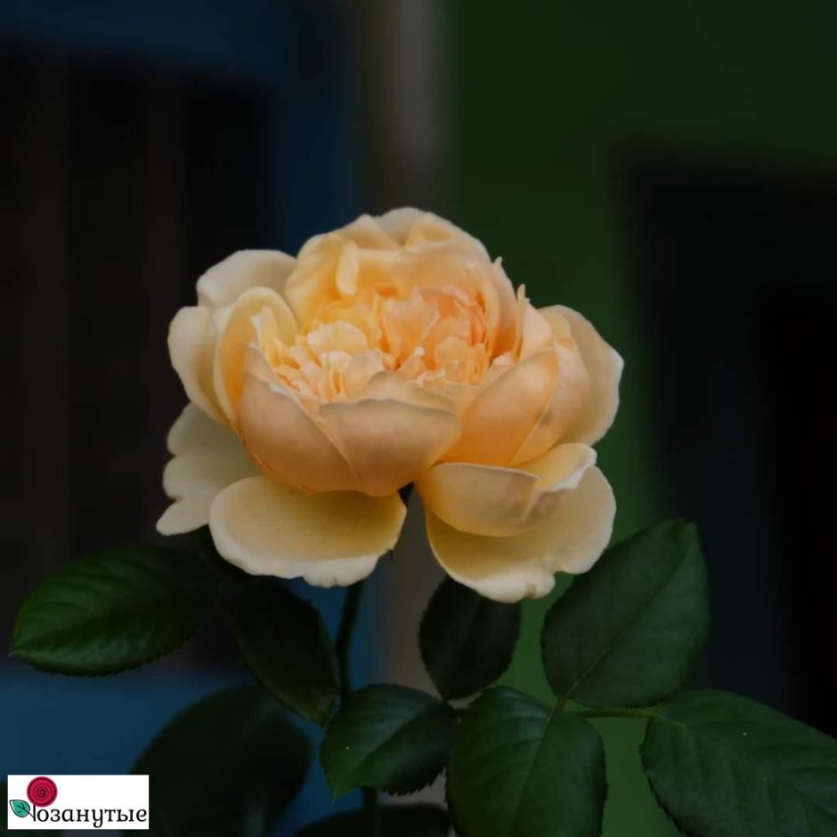 Роза японской селекции Масора