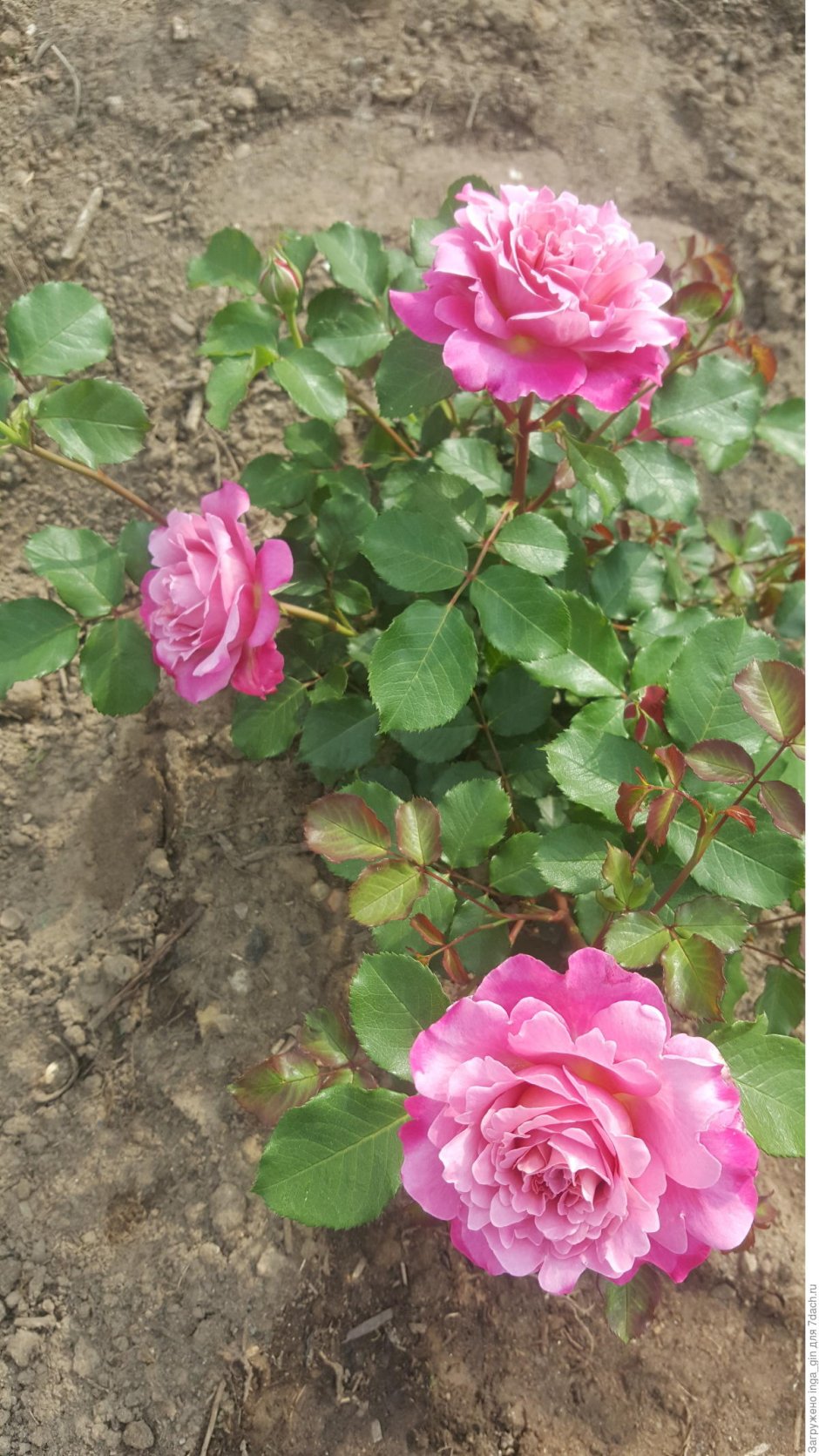 Розы шрабы Агнес Шиллингер
