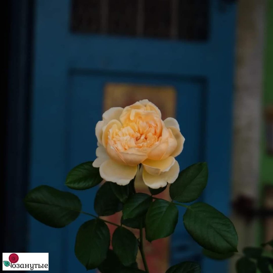 Роза японская Масора