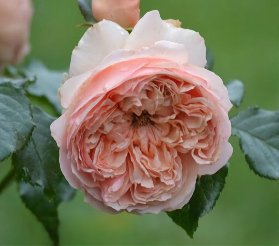 Роза японская Вагулетта