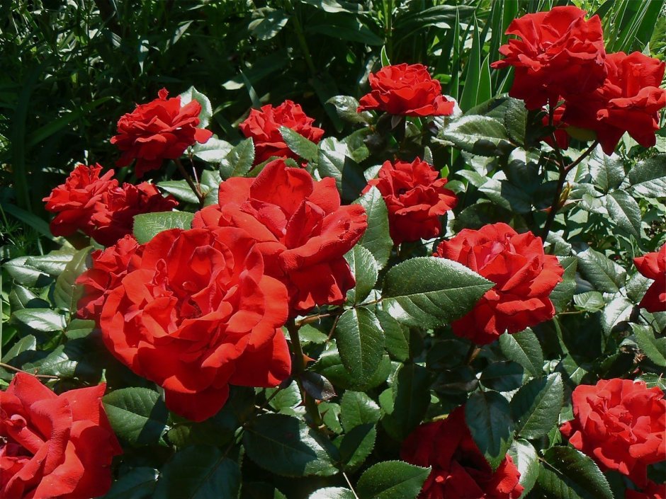 Роза флорибунда Сантана
