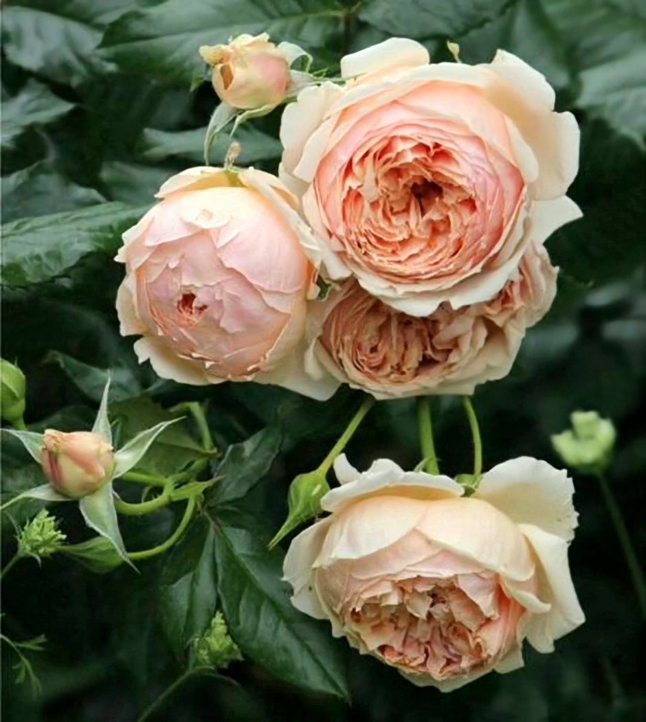 Роза японская Масора