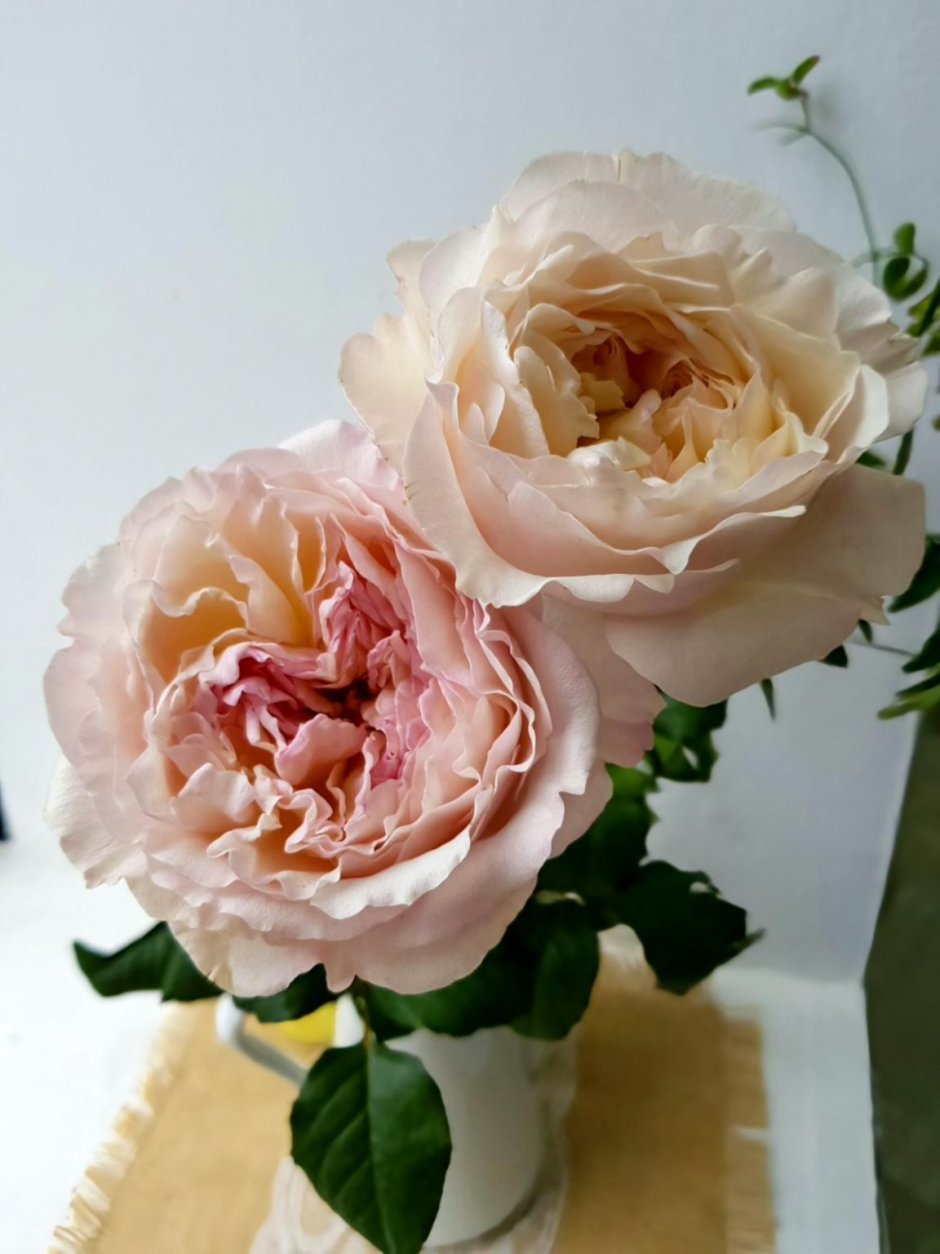 Роза японская Тсумуги