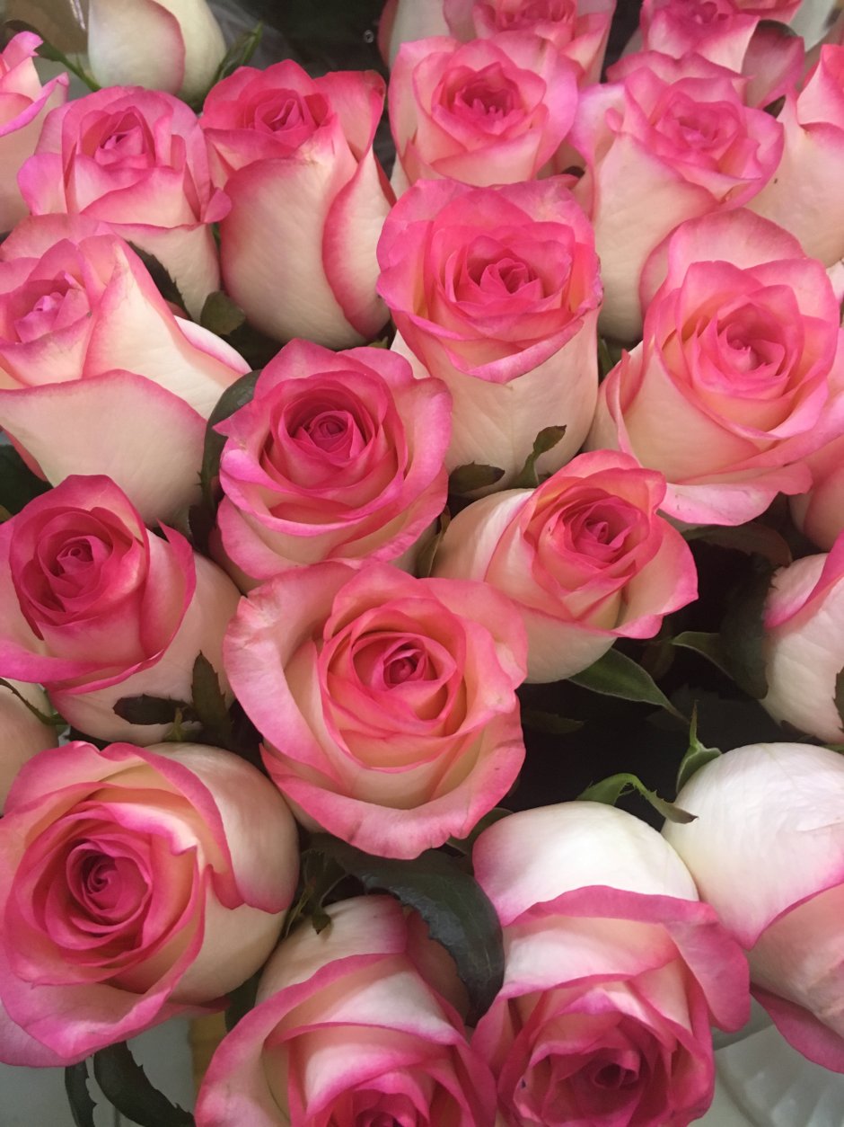 Роза Мондиаль розовая