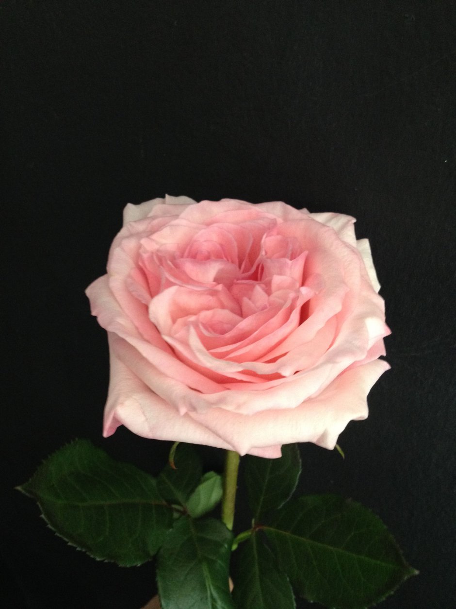 Пинк Охара роза Эквадор