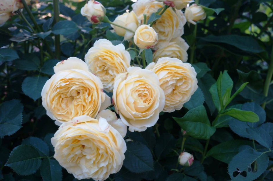 Роза дива Топалович
