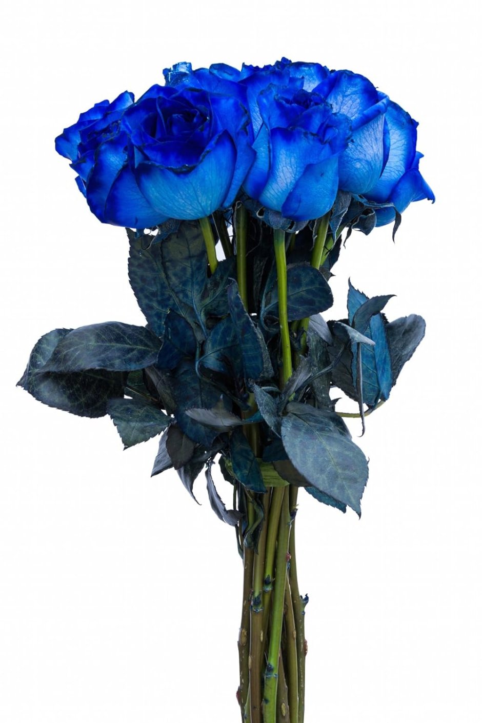 Tinted голубой роза