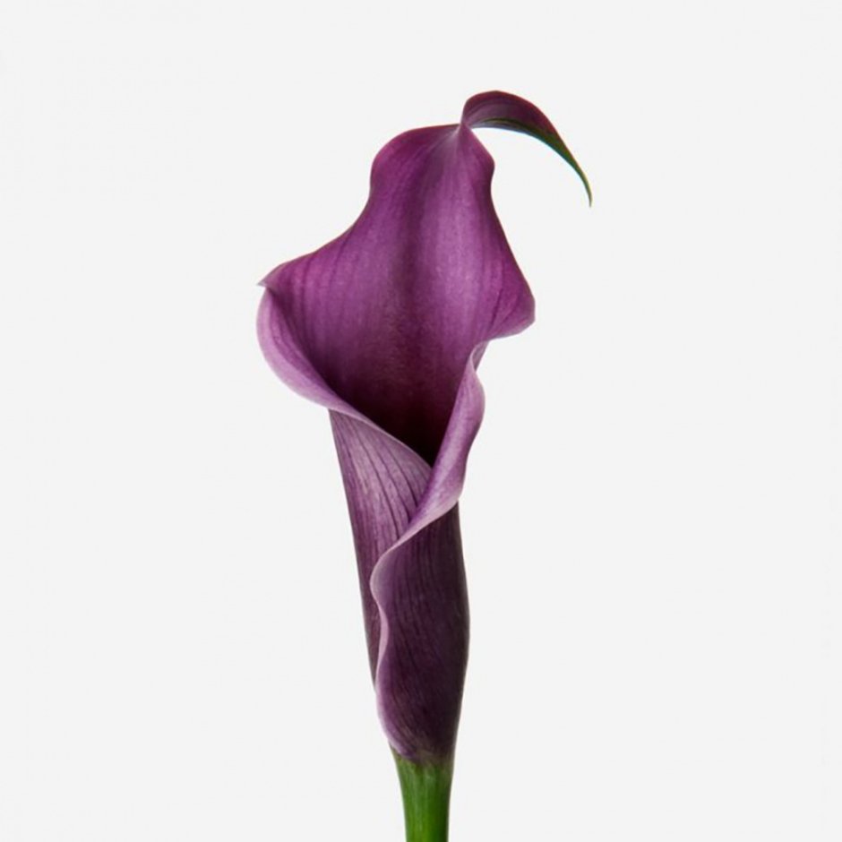 Калла Вайолет (Zantedeschia)фиолетовая