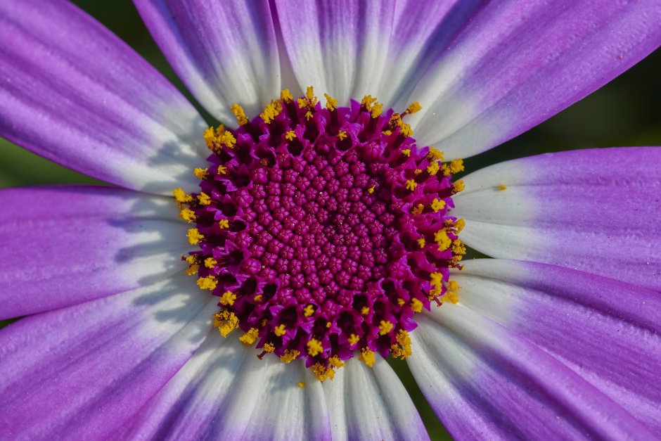 Aschenblume цветок