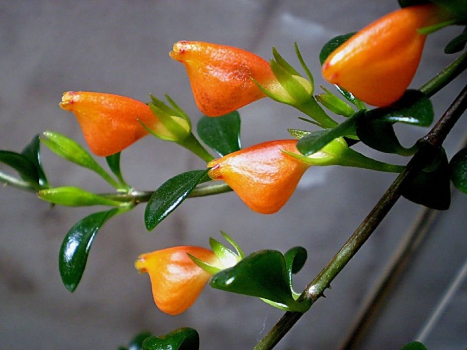 Гипоцирта Глабра цветок