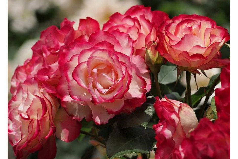 Роза флорибунда юбилей принца Монако