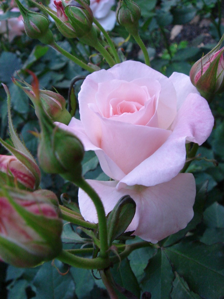 Роза флорибунда Европа