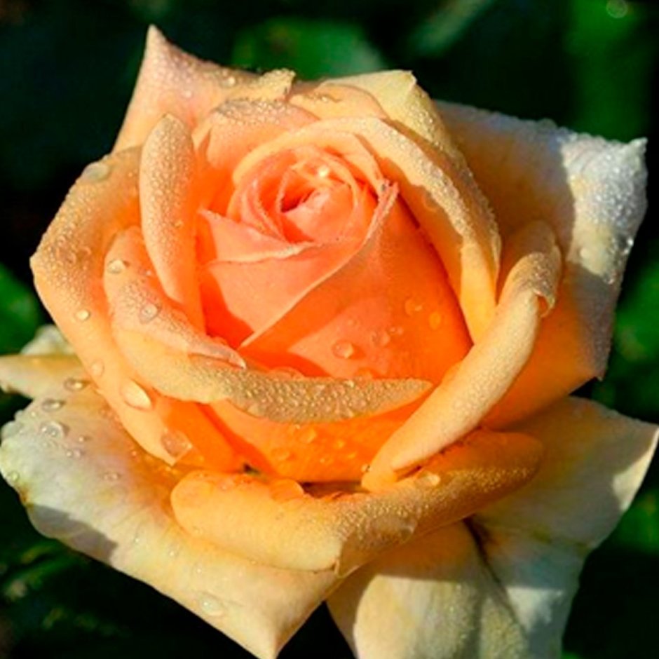 Роза гейша флорибунда