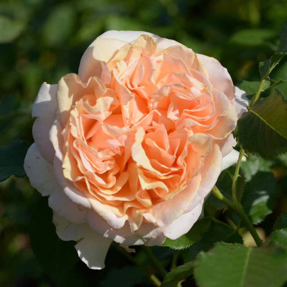 Роза салма