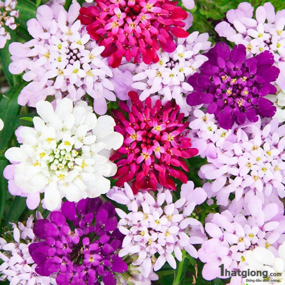 Иберис цветок