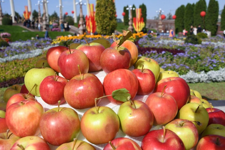 Сорта яблок в Алма-Ата