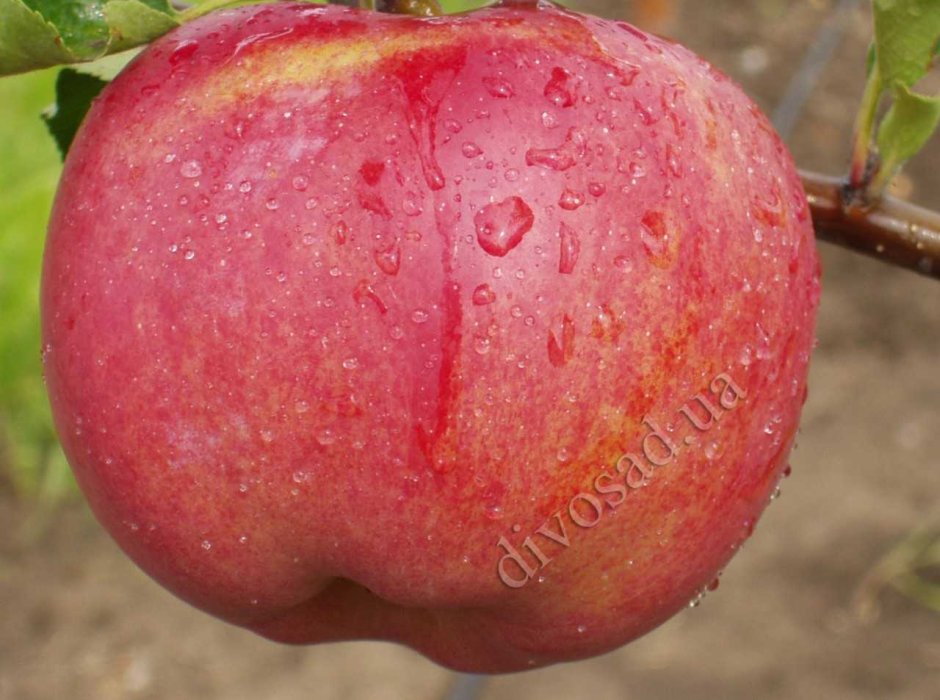 Апорт (сортотип яблони)