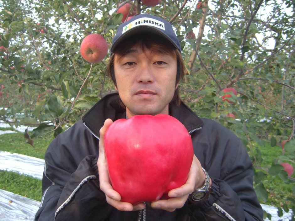 Самое большое яблоко в мире книга рекордов Гиннесса