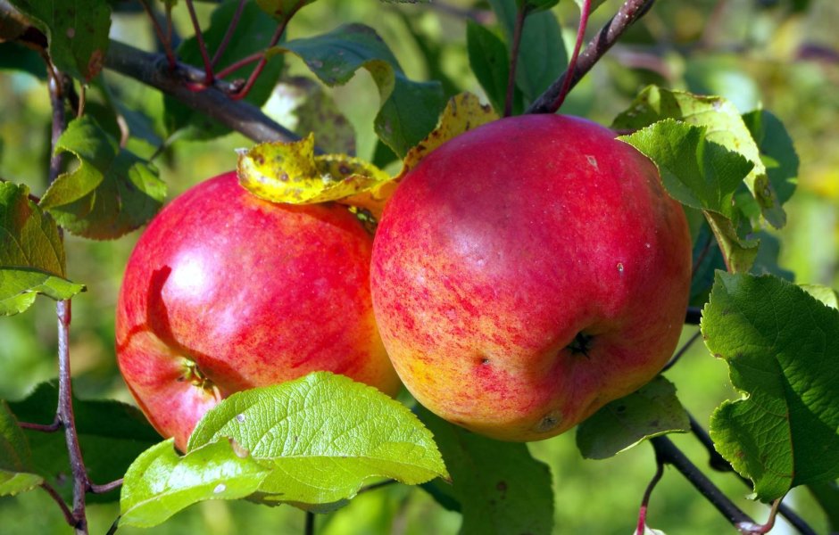Сорт яблок Башкирская красавица