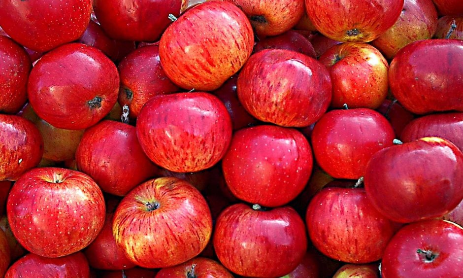 Алма Ата яблоки