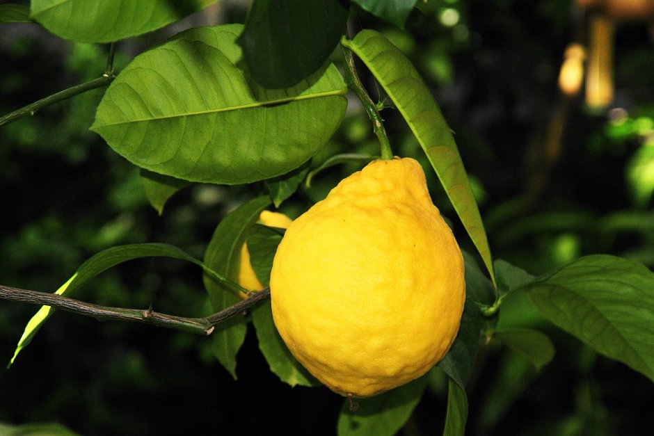Лимон Цитрон