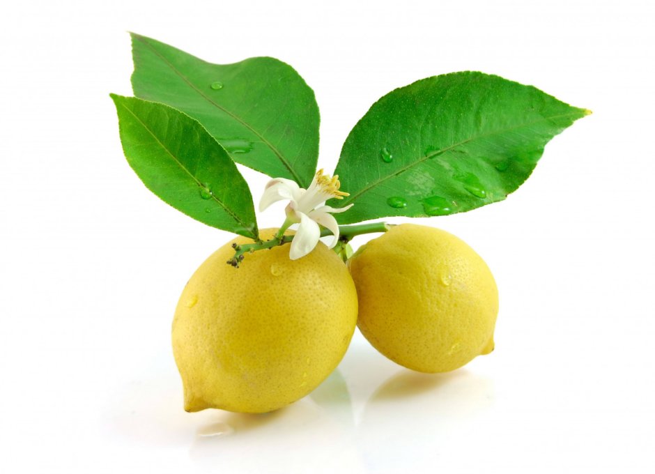 Лимон Lemon листья