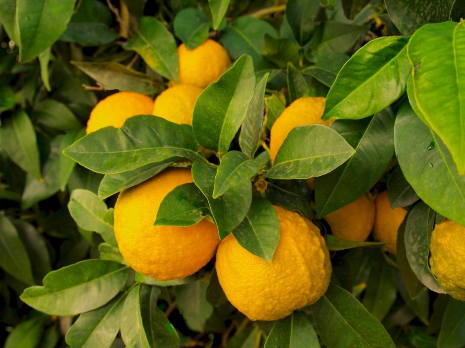 Лимон юдзу дерево