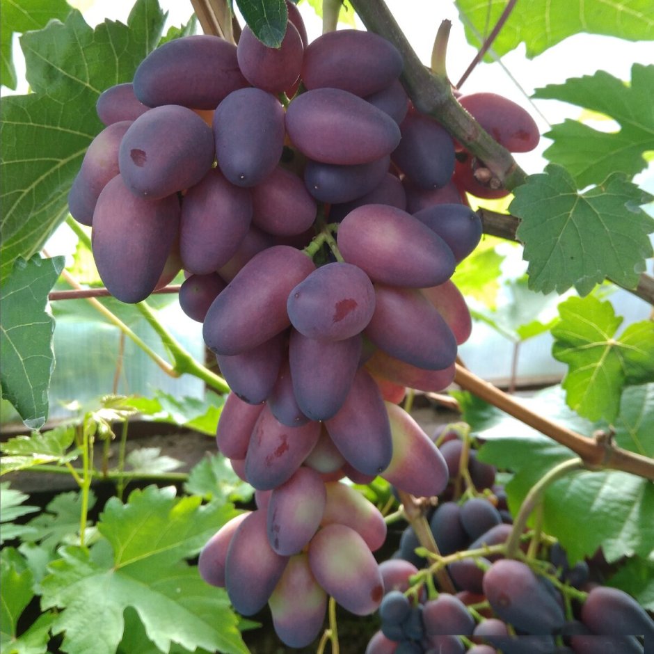 Виноградный красотка сорт