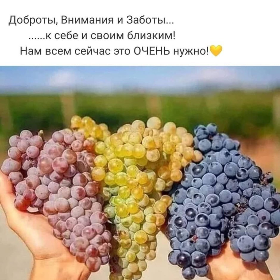 Асма виноград