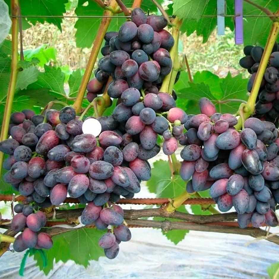 Сорт винограда Днепровская красавица